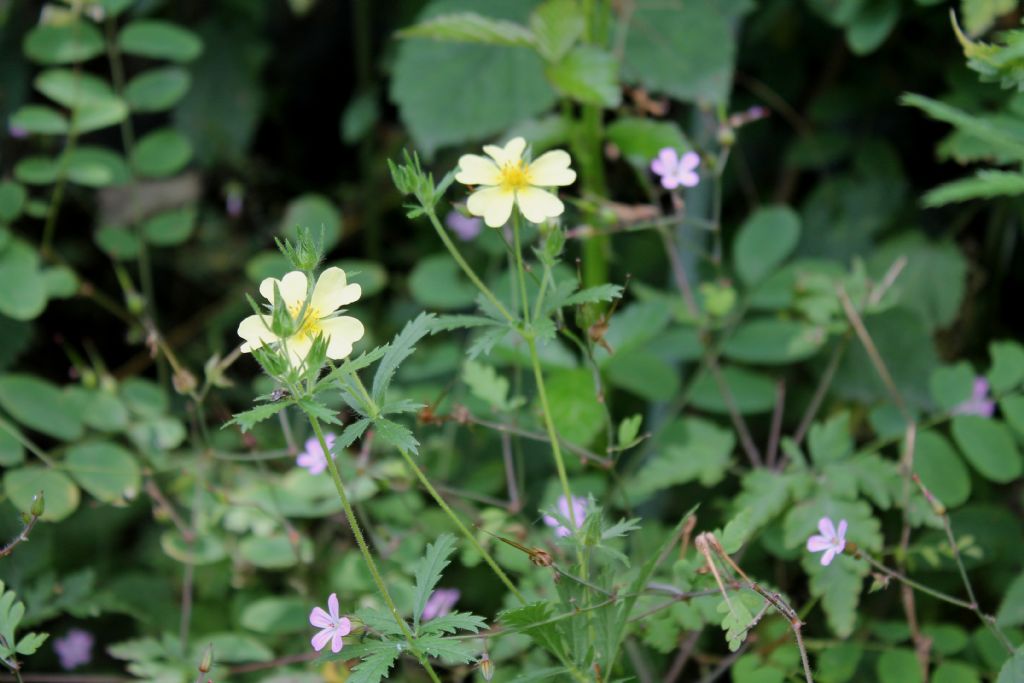 Potentilla recta